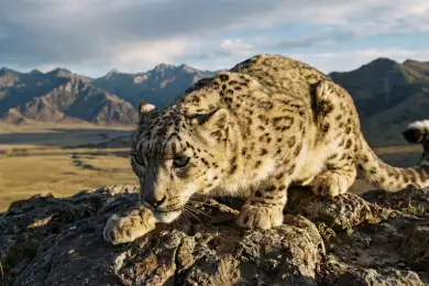 Конституционная реформа как инженерное усиление: почему сейчас — самое время