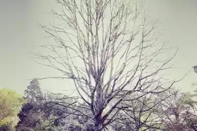 Двухструнный манифест