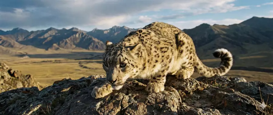 Конституционная реформа как инженерное усиление: почему сейчас — самое время