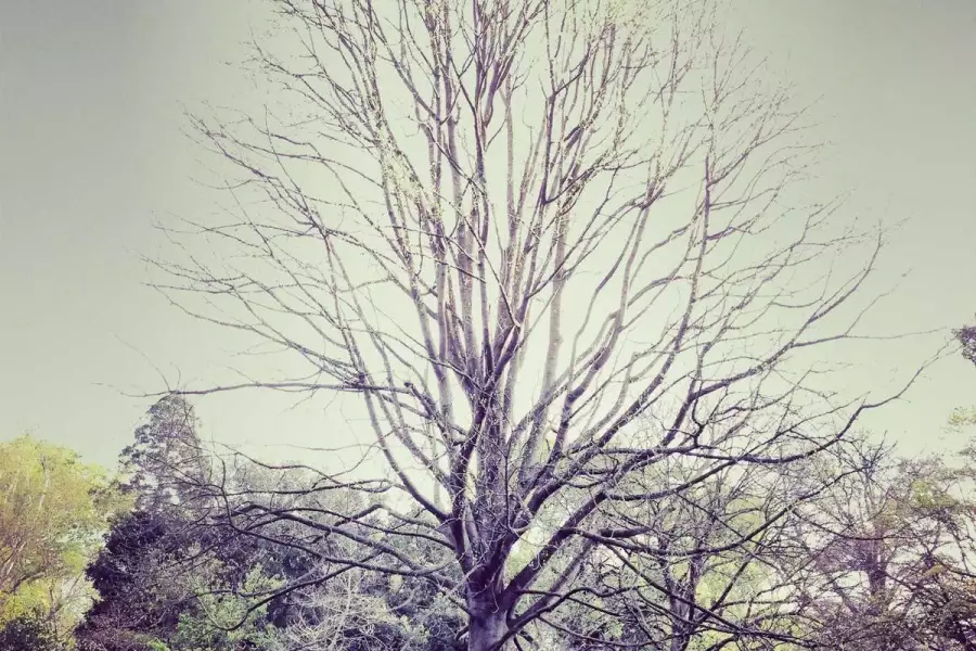 Двухструнный манифест